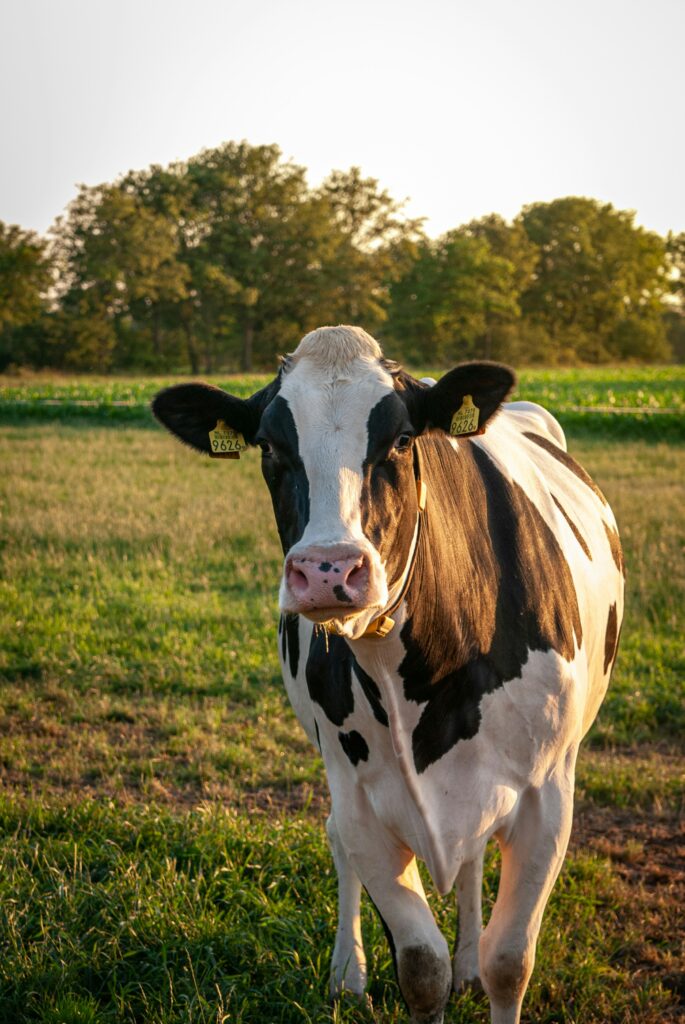 Qurbani 7 shares